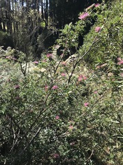 Grevillea acanthifolia