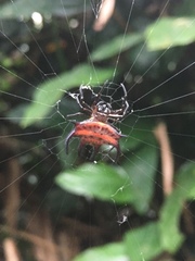 Gasteracantha curvispina