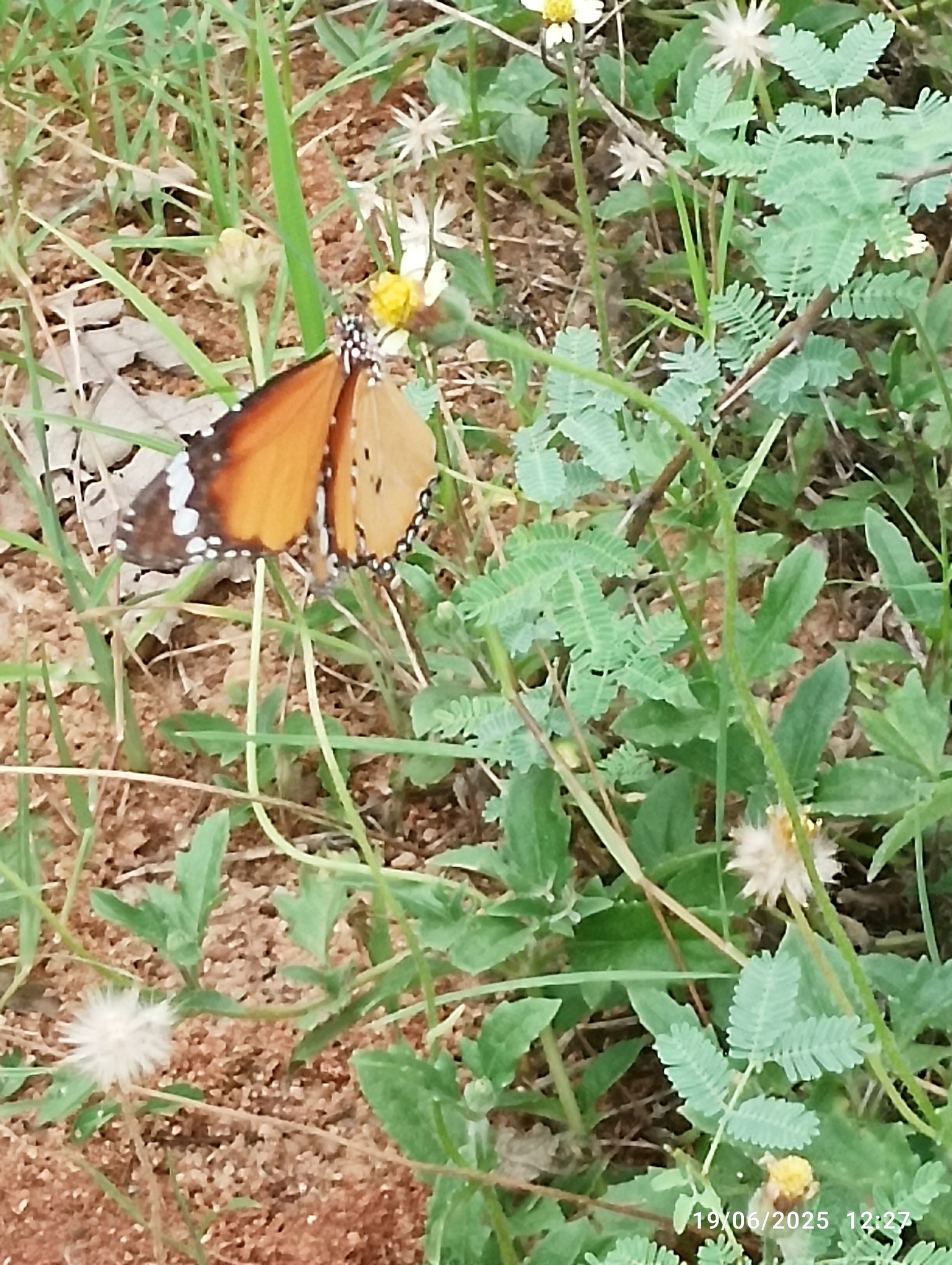 Plain Tiger