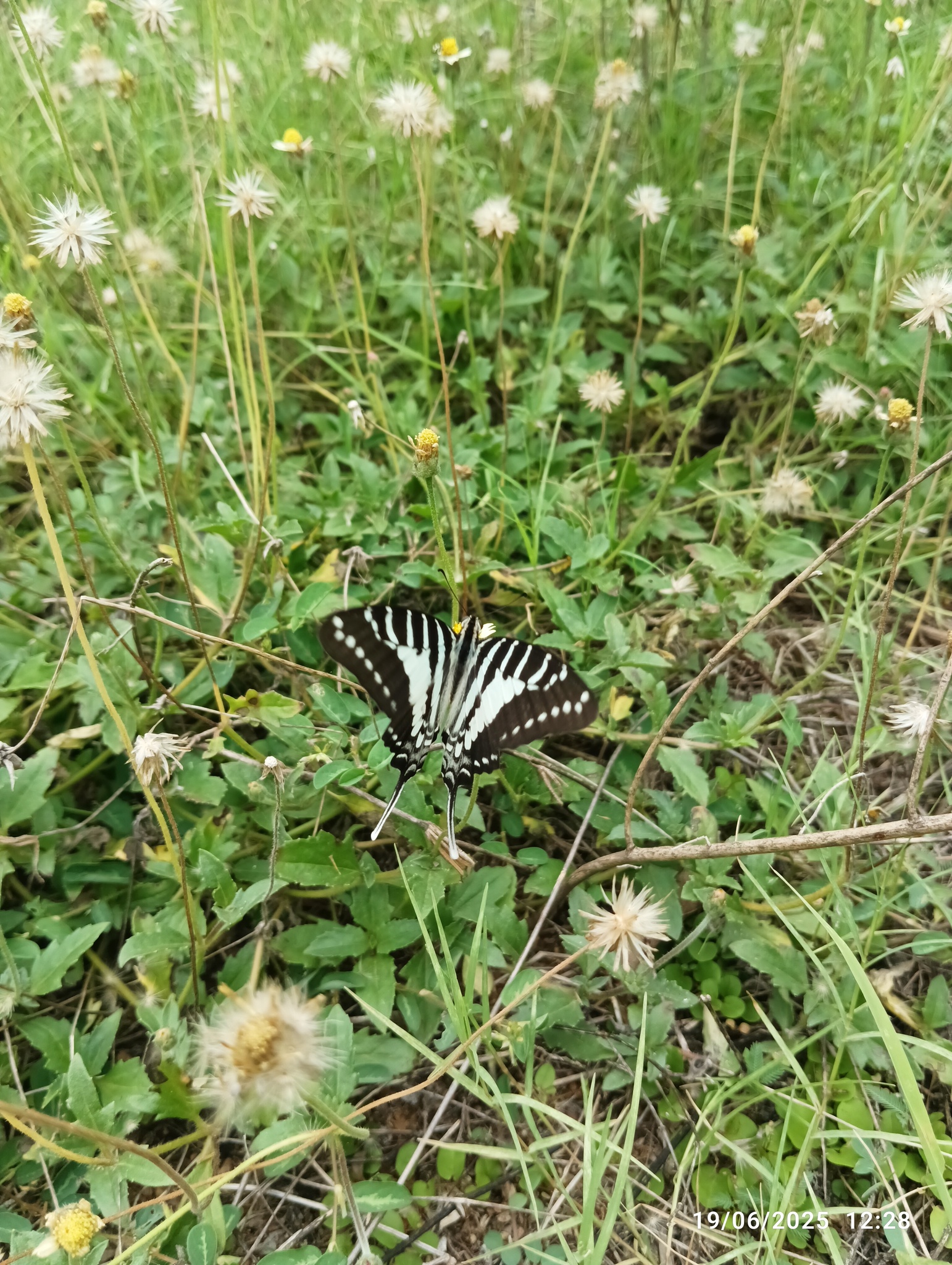 Spot Swordtail