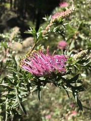 Grevillea acanthifolia