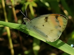 Colotis aurora