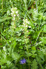 Pedicularis elongata