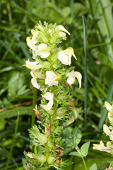 Pedicularis elongata