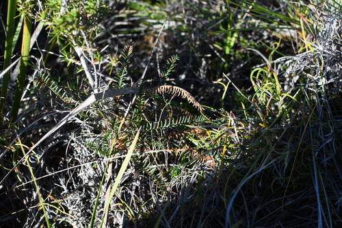 Banksia arctotidis (Banksia arctotidis)