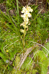 Pedicularis elongata
