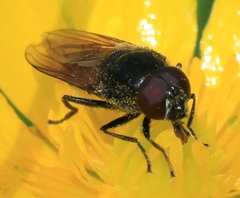 Cheilosia albitarsis