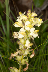 Pedicularis elongata