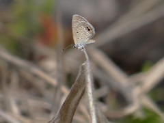 Hemiargus ceraunus astenidas