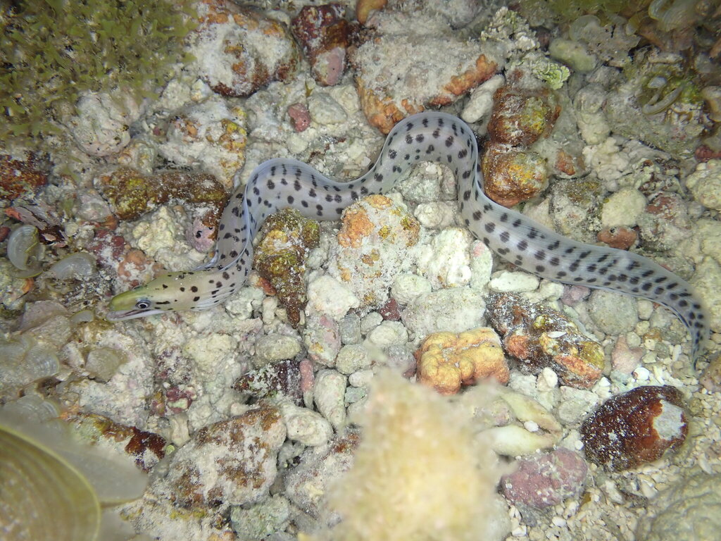 Fimbriated moray