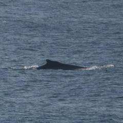 Megaptera novaeangliae australis