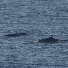 Megaptera novaeangliae australis