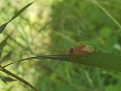 Dysdercus evanescens
