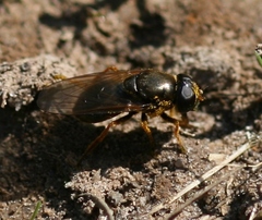 Cheilosia fraterna