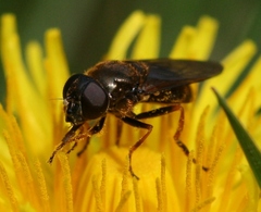 Cheilosia fraterna