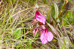 Pedicularis kerneri