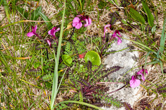 Pedicularis kerneri