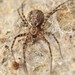 Sombrero Spider - Photo (c) Erin Powell, some rights reserved (CC BY-NC), uploaded by Erin Powell