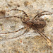 Sombrero Spiders - Photo (c) Erin Powell, some rights reserved (CC BY-NC), uploaded by Erin Powell