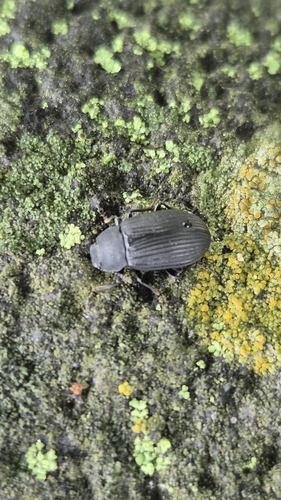 Heterotarsus carinula