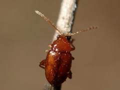 Neocrepidodera ferruginea
