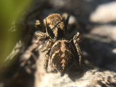 Habronattus klauseri