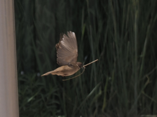 Eurasian Tree Sparrow
