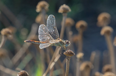 Sympetrum fonscolombii