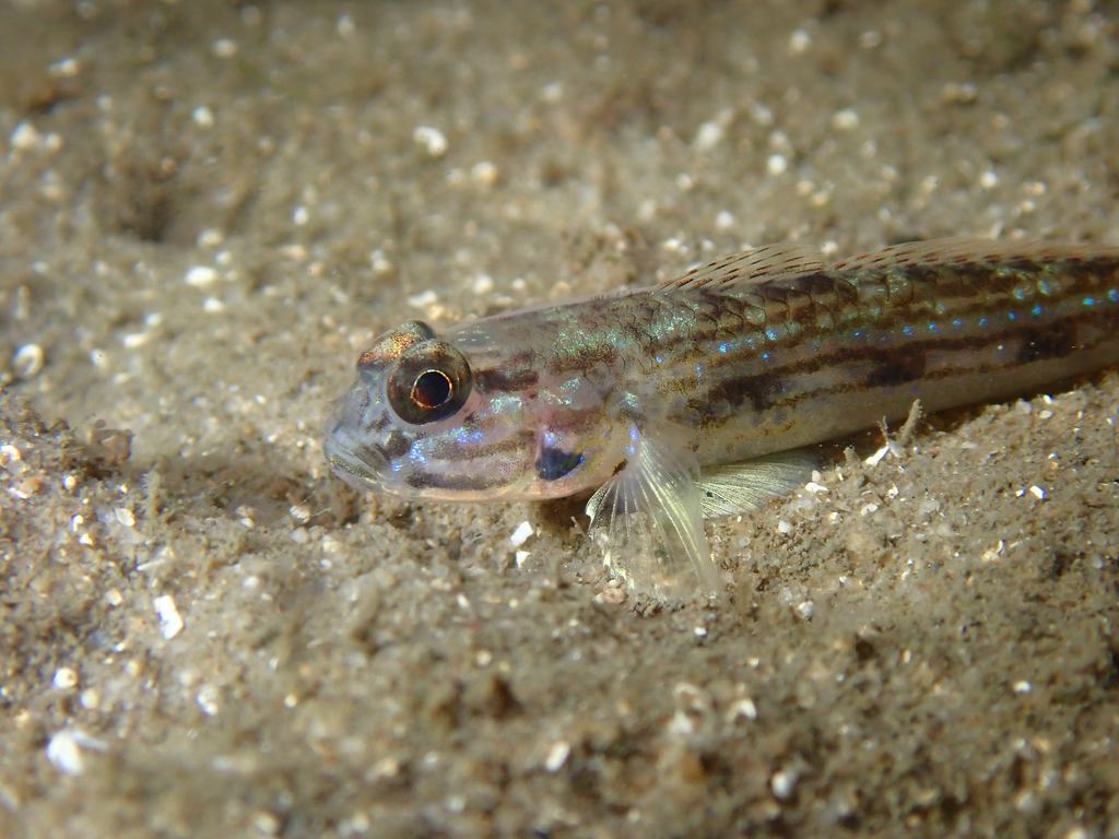Striped sandgoby (Acentrogobius pflaumii) — Gobiidae