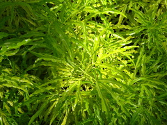 Melicope denhamii