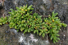 Disphyma australe australe