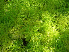 Melicope denhamii