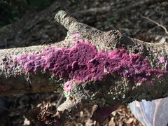 Byssomerulius psittacinus