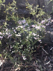 Boronia floribunda