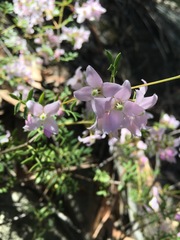 Boronia floribunda