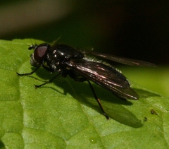 Cheilosia variabilis