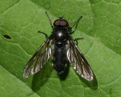 Cheilosia variabilis