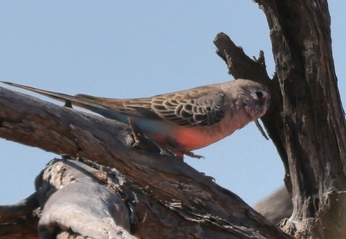 Bourke's Parrot