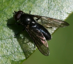 Cheilosia variabilis