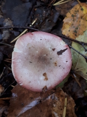 Russula gracillima