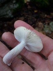 Russula gracillima