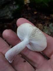 Russula gracillima