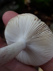 Russula gracillima