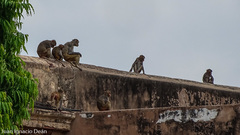 Macaca mulatta