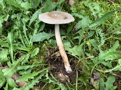 Amanita