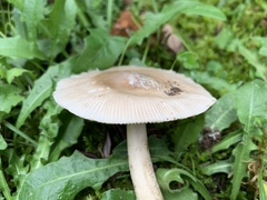 Amanita