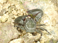 Petrolisthes asiaticus