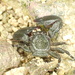 Petrolisthes asiaticus