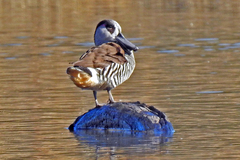 Pink-Eared Duck photo 5