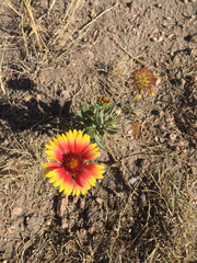 Gaillardia × grandiflora